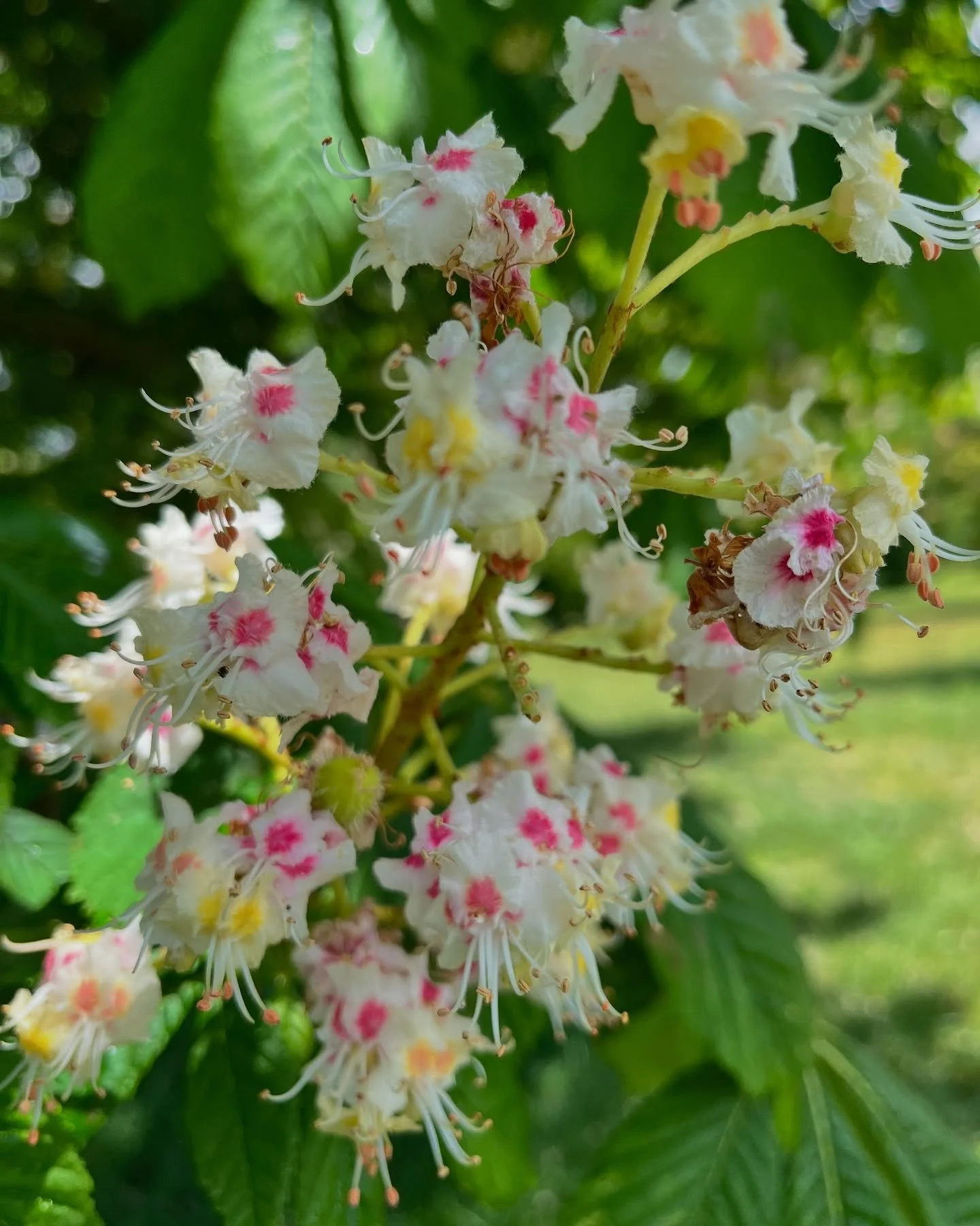 There&rsquo;s pink confetti scattered all over the parks. Did you know that horse chestnut blossoms change from yellow to pink once pollinated, it&rsquo;s nature&rsquo;s way of telling bees which flowers still need a visit. 🐝🌺

#ParkLifeIpswich #Bl