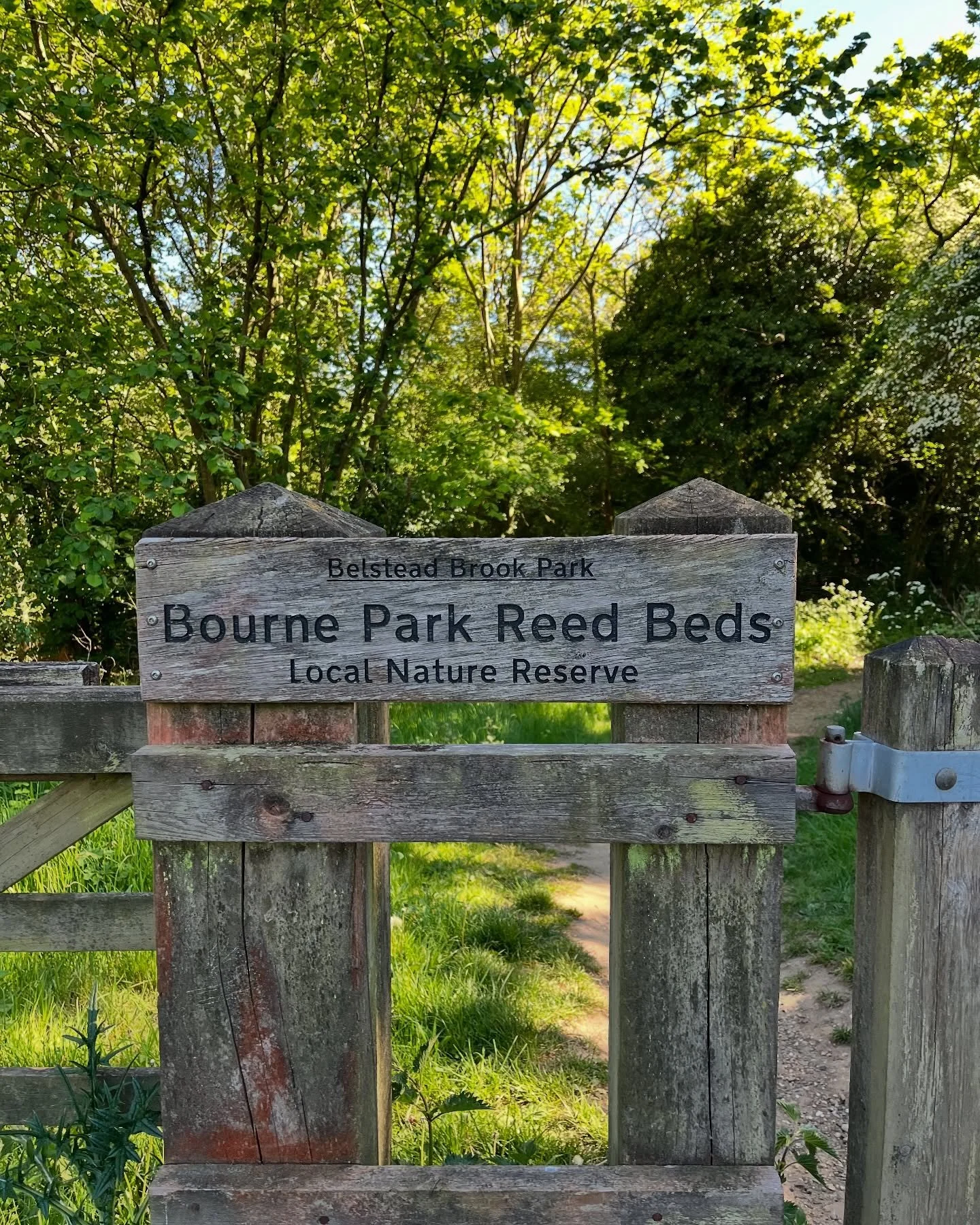 Belstead Brook Park Nature Reserve. Paths throughout, beautiful reed beds, river and wildlife. Love how wild and open it feels. We parked at Bourne Park, walked the perimeter and then onto Belstead Park, a lovely circular walk. #parklifeipswich 💚💙