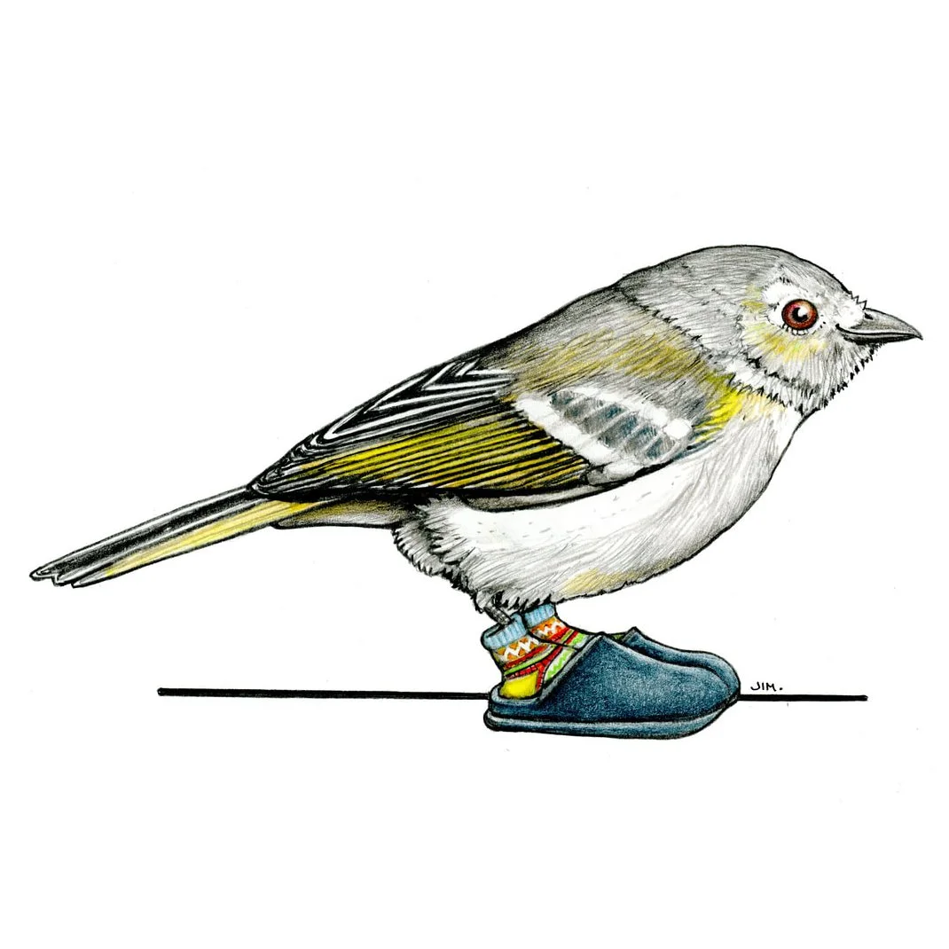 Hutton's Vireo in Clogs 4/4/2026