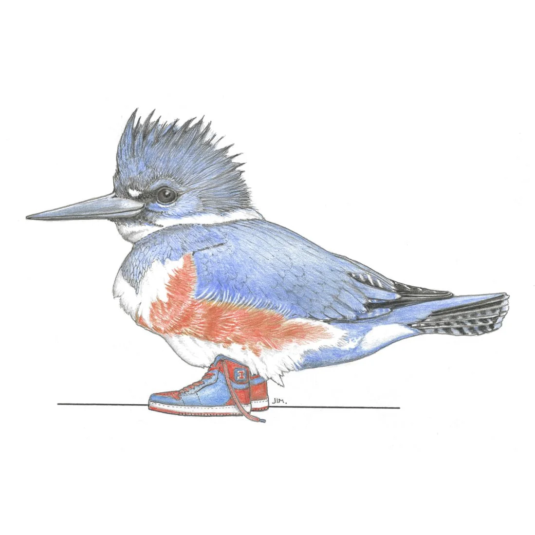 Belted Kingfisher In High Tops 7/30/2023