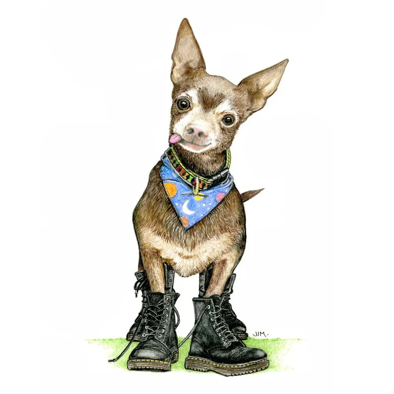 Chihuahua In Boots 5/23/2024