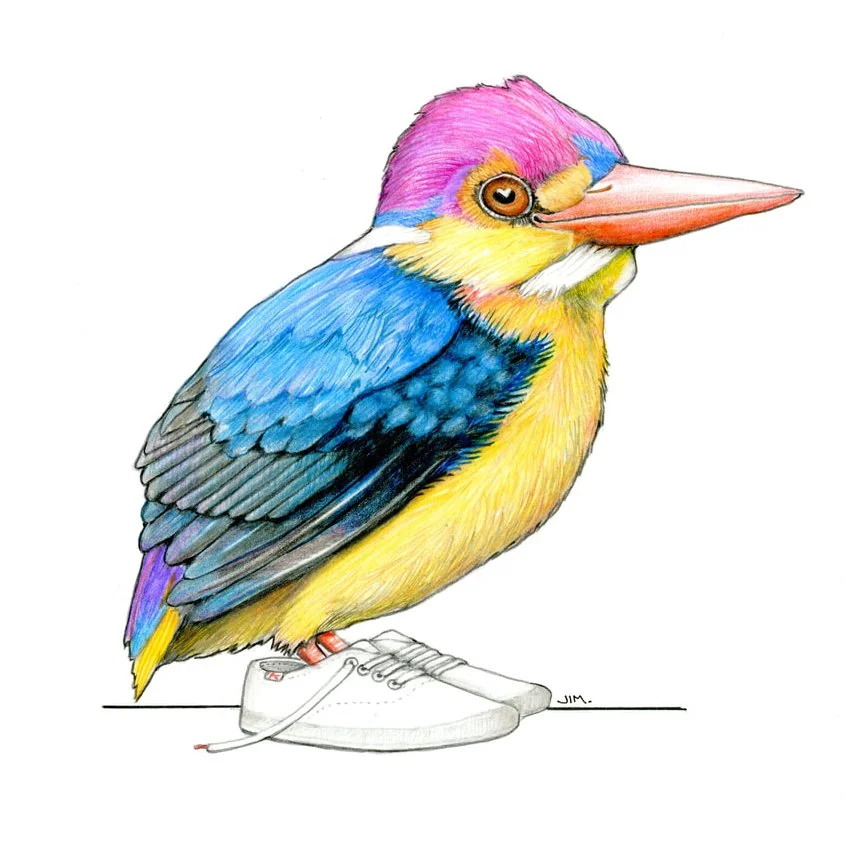 Oriental Dwarf Kingfisher In Canvas Sneakers 10/1/2024