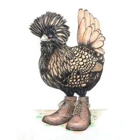 Golden Polish Chicken In Farm Boots 8/4/2020