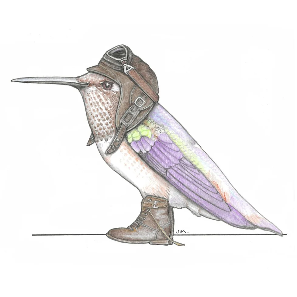 Rufus Hummingbird In Vintage Flight Boots 3/14/2024