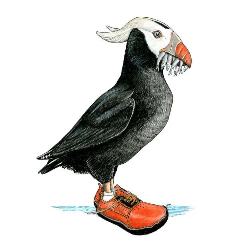 Tufted Puffin In Water Shoes 1/8/2026