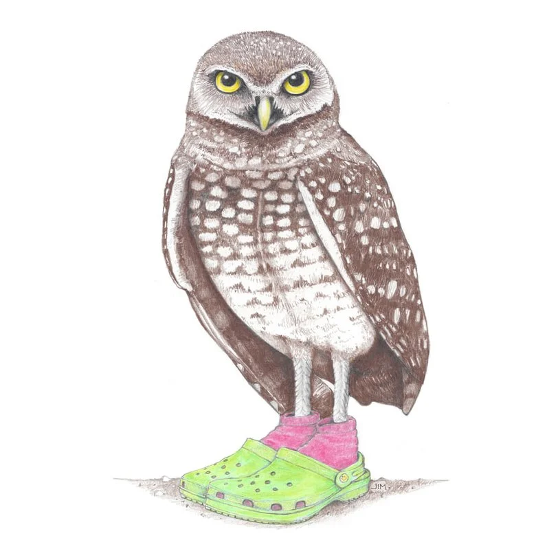 Burrowing Owl In Crocs 3/19/2021