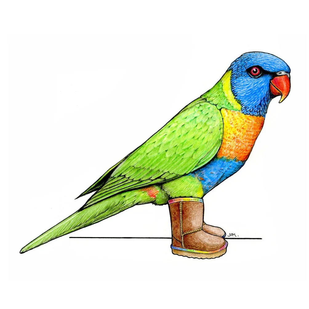 Rainbow Lorikeet In Uggs Boots 5/2/2024