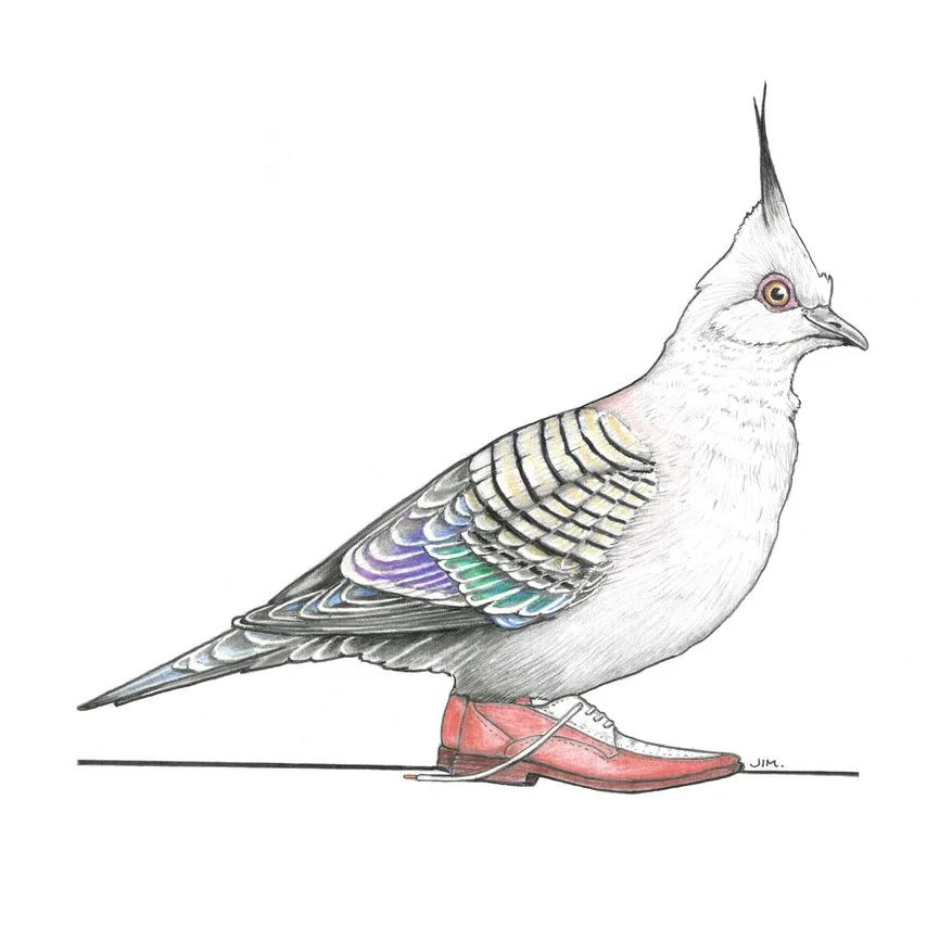 Crested Pigeon In Roach Killers 1/30/2024