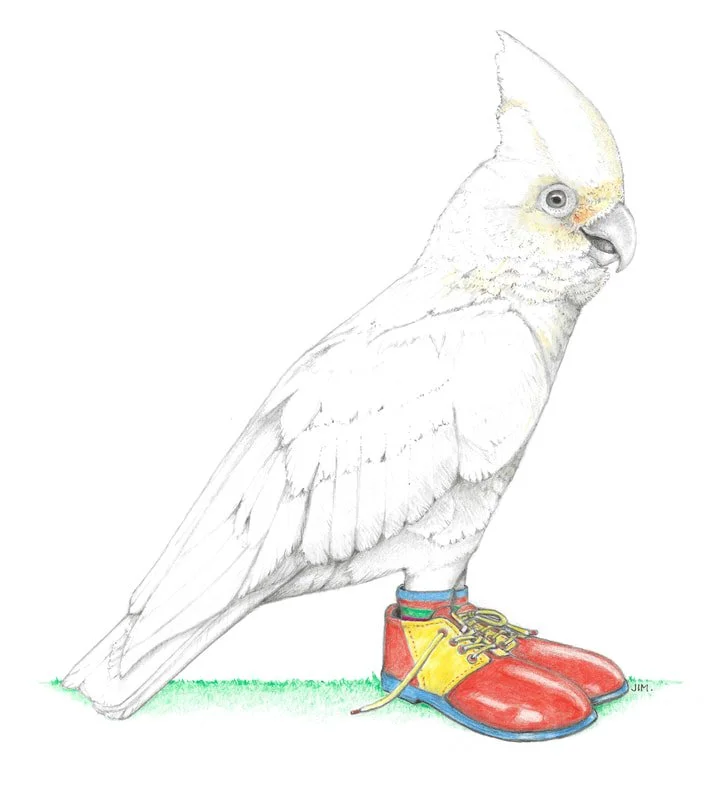 My Cockatoo In Clown Shoes 6/29/2022