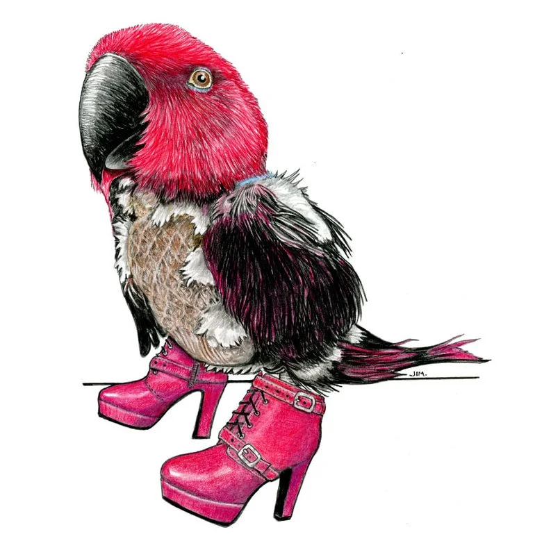 Eclectus Parrot in Buckle Boots 10 June 2026