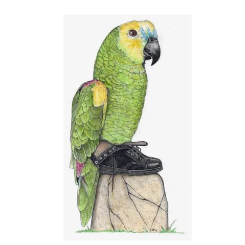 Skipper The Parrot Wearing My Old Combat Boots 11/10/2020