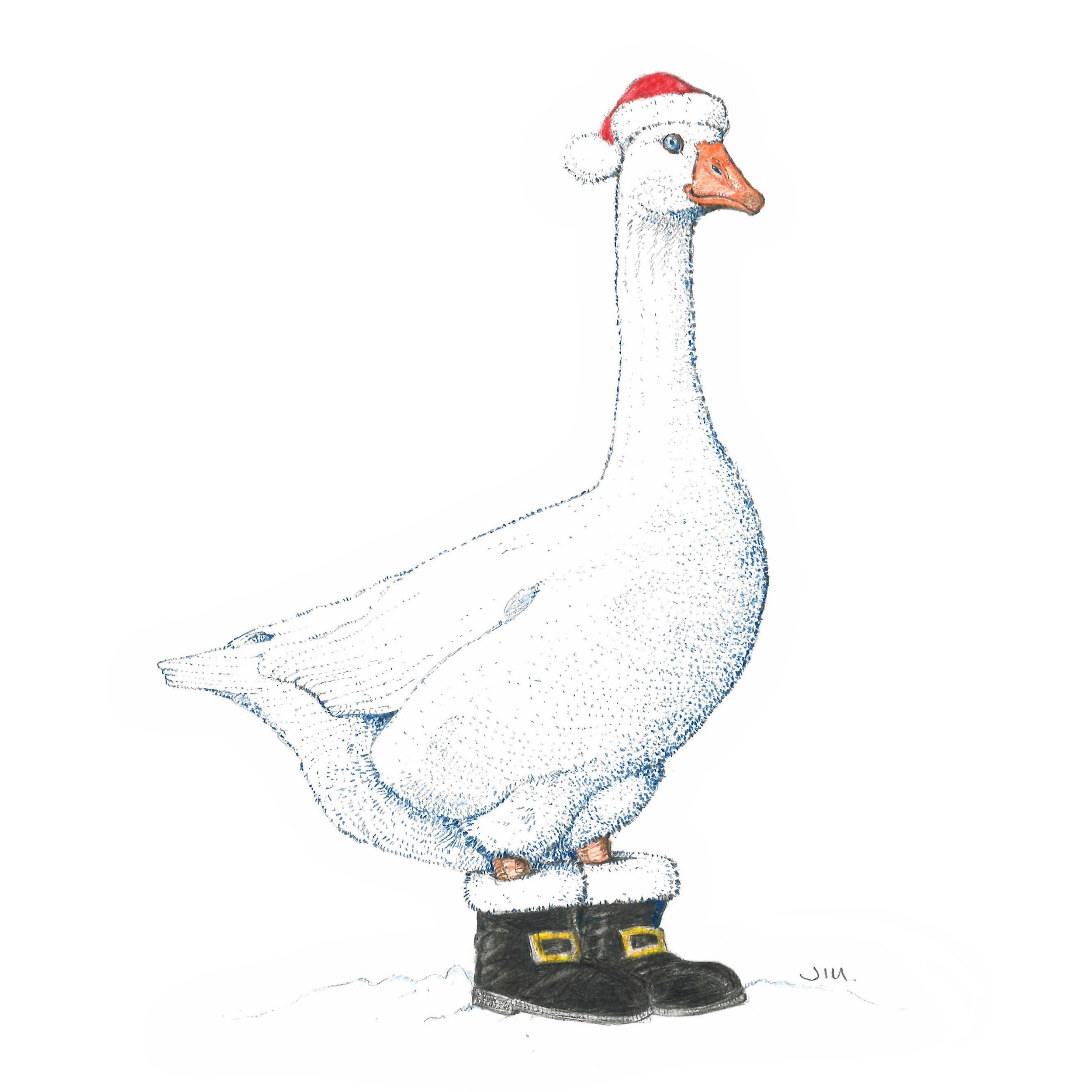 Snow Goose In Santa Boots 12/22/2019