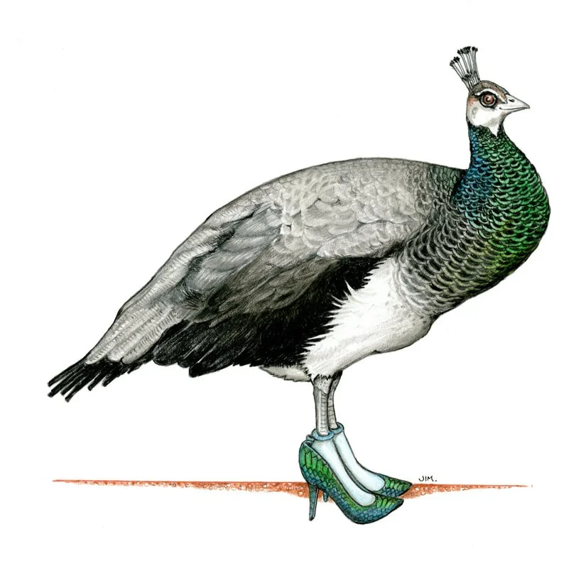 Peahen In High Heels 1/29/2026