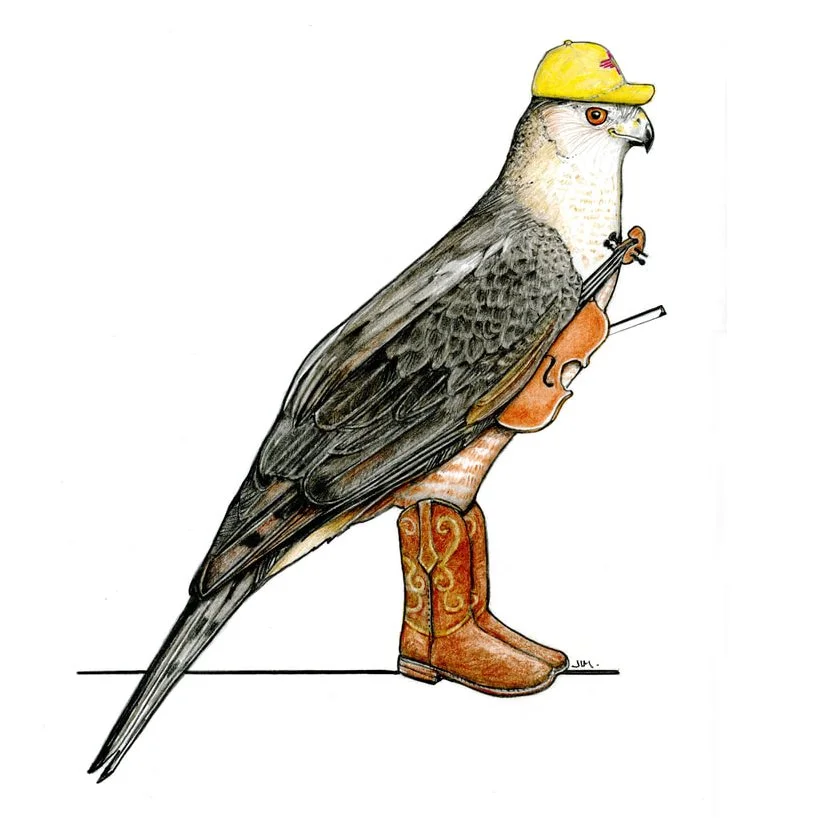 Coopers Hawk In Boots 12/28/2024