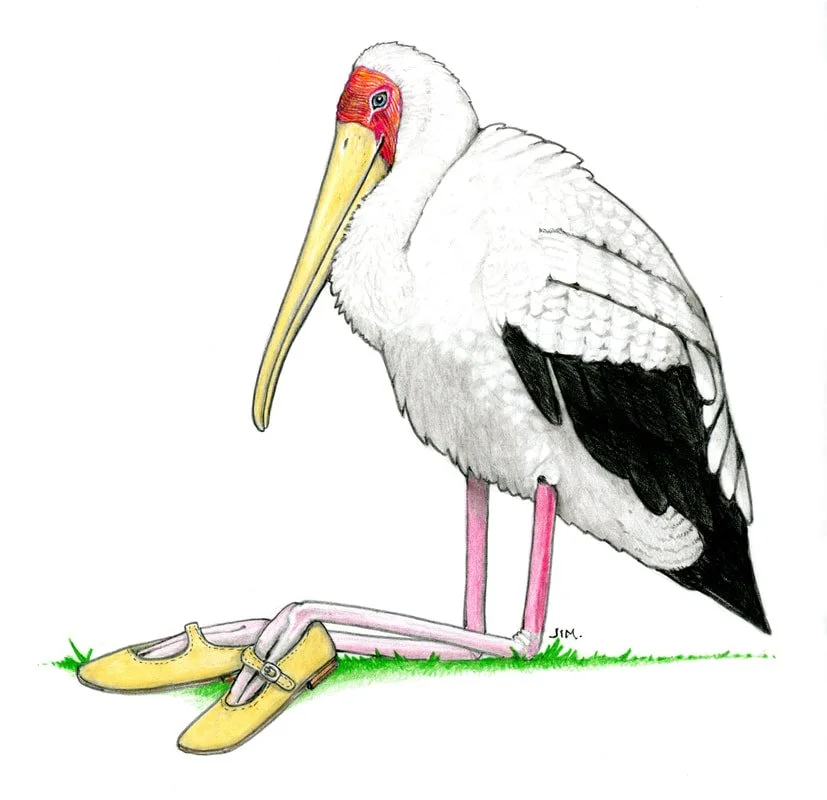 Yellow Billed Stork In Mary Janes 1/21/2025