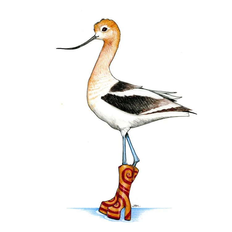 American Avocet In Mod Boots 7/20/2025