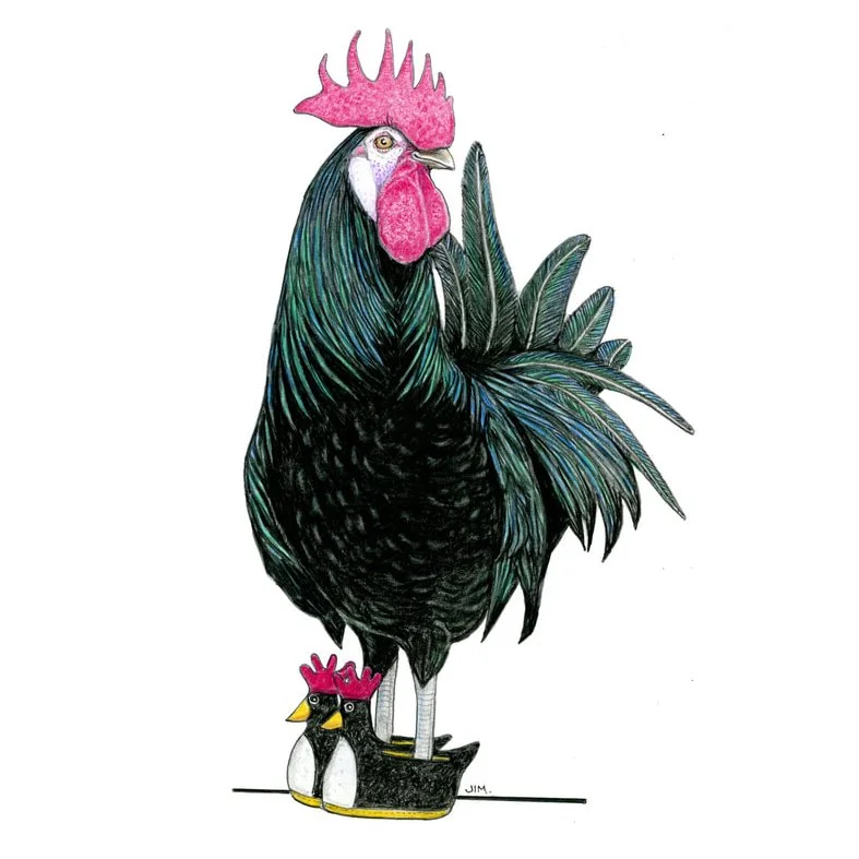 White Faced Black Spanish Rooster in Chicken Slippers 3/28/2026