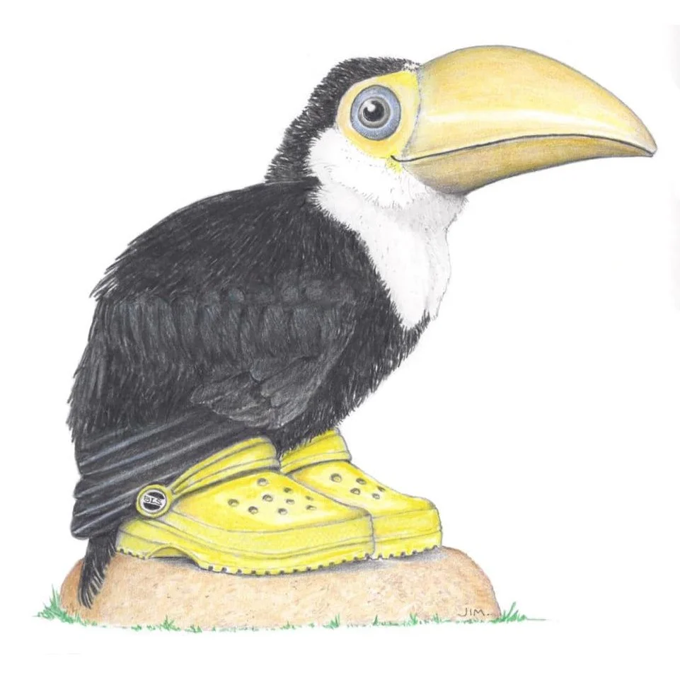Toucan In Crocs 1/6/2021