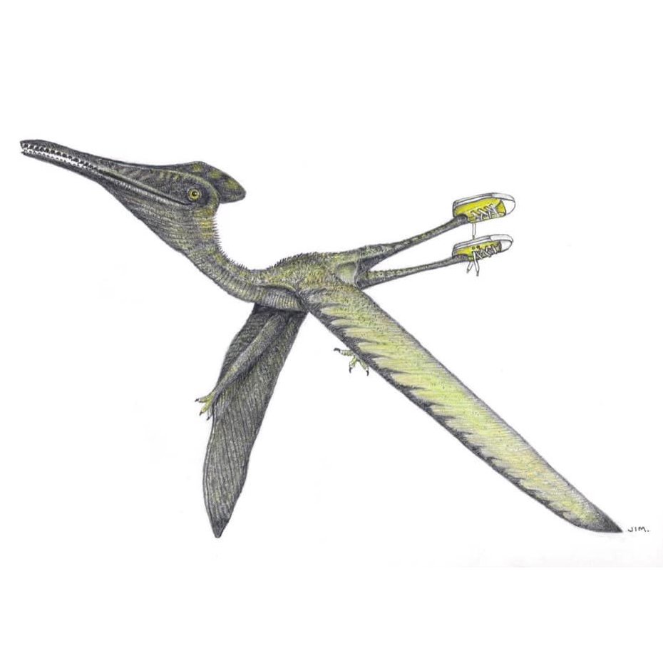Pterodactyl In Sneakers 12/20/2020