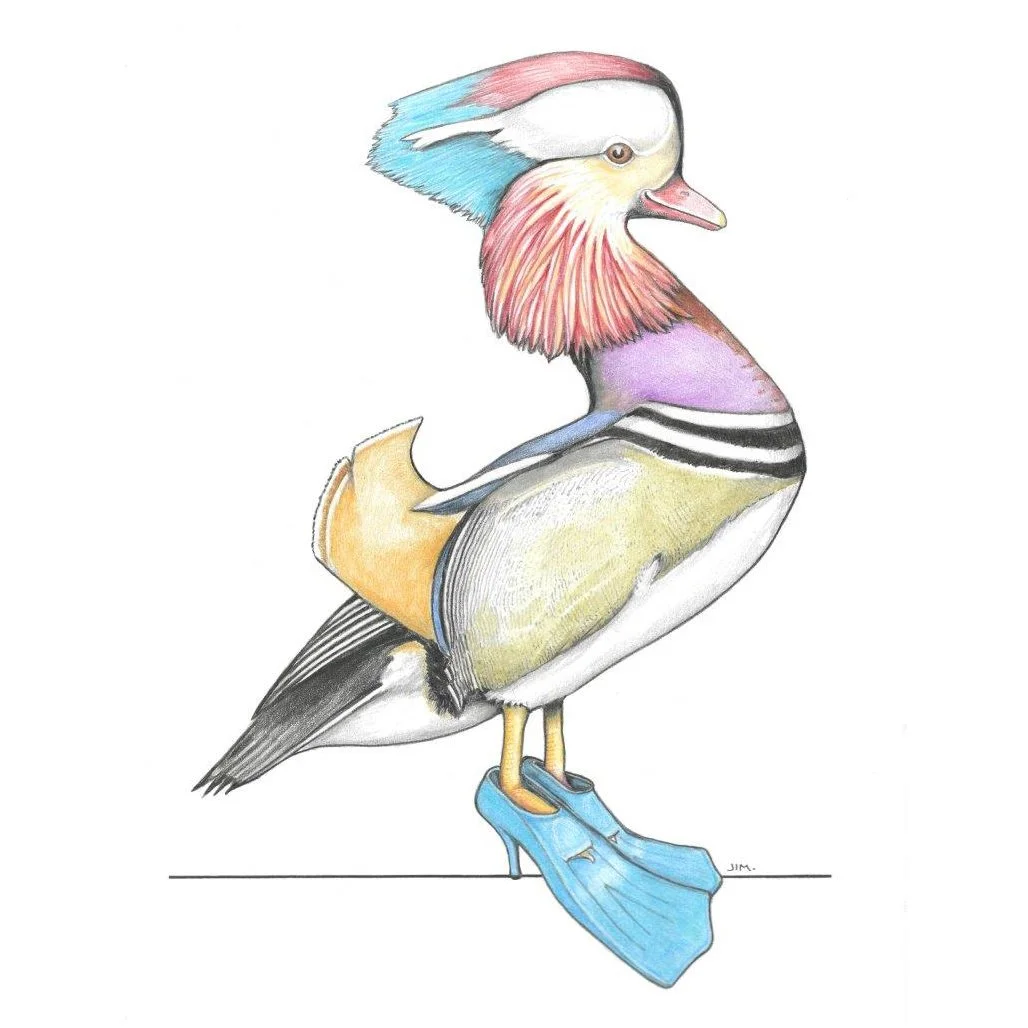 Mandarin Duck In High Heeled Flippers 1/17/2024