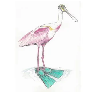 Spoonbill In Swim Fins 4/2/2020
