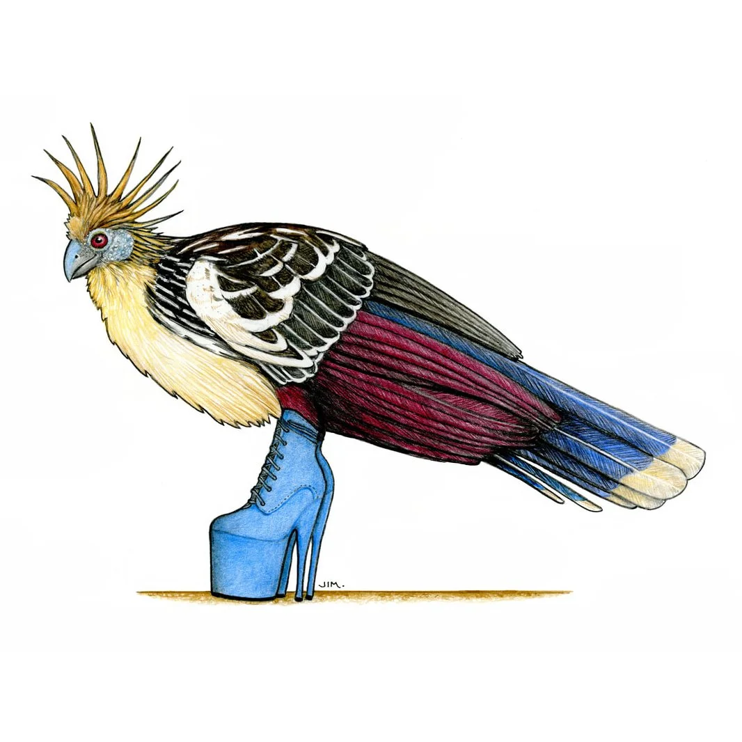 Hoatzin In Chunky High Heels 5/15/2024