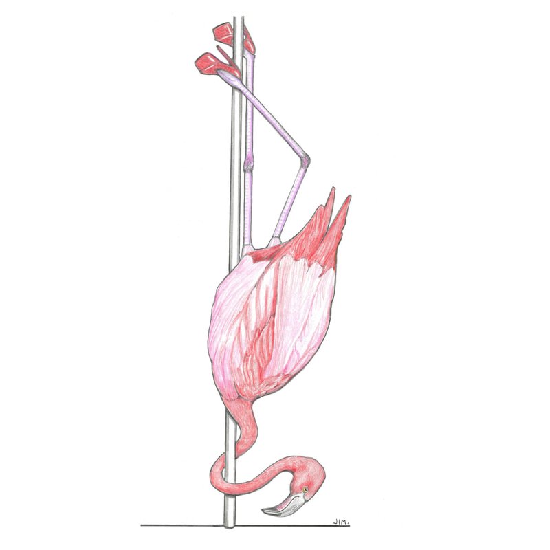 Flamingo In Stilettos 11/19/2019