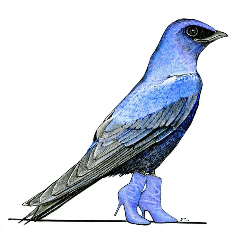 Purple Martin In Boots 1/3/2025