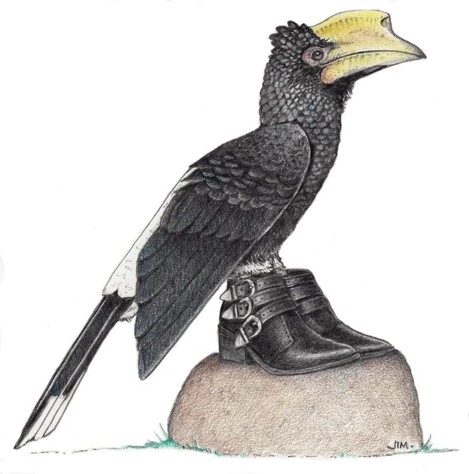 Hornbill In Buckle Shoes 11/6/2020