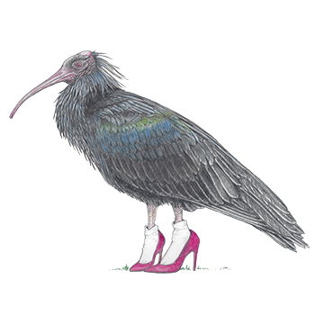 Ibis In High Heels 12/31/2021