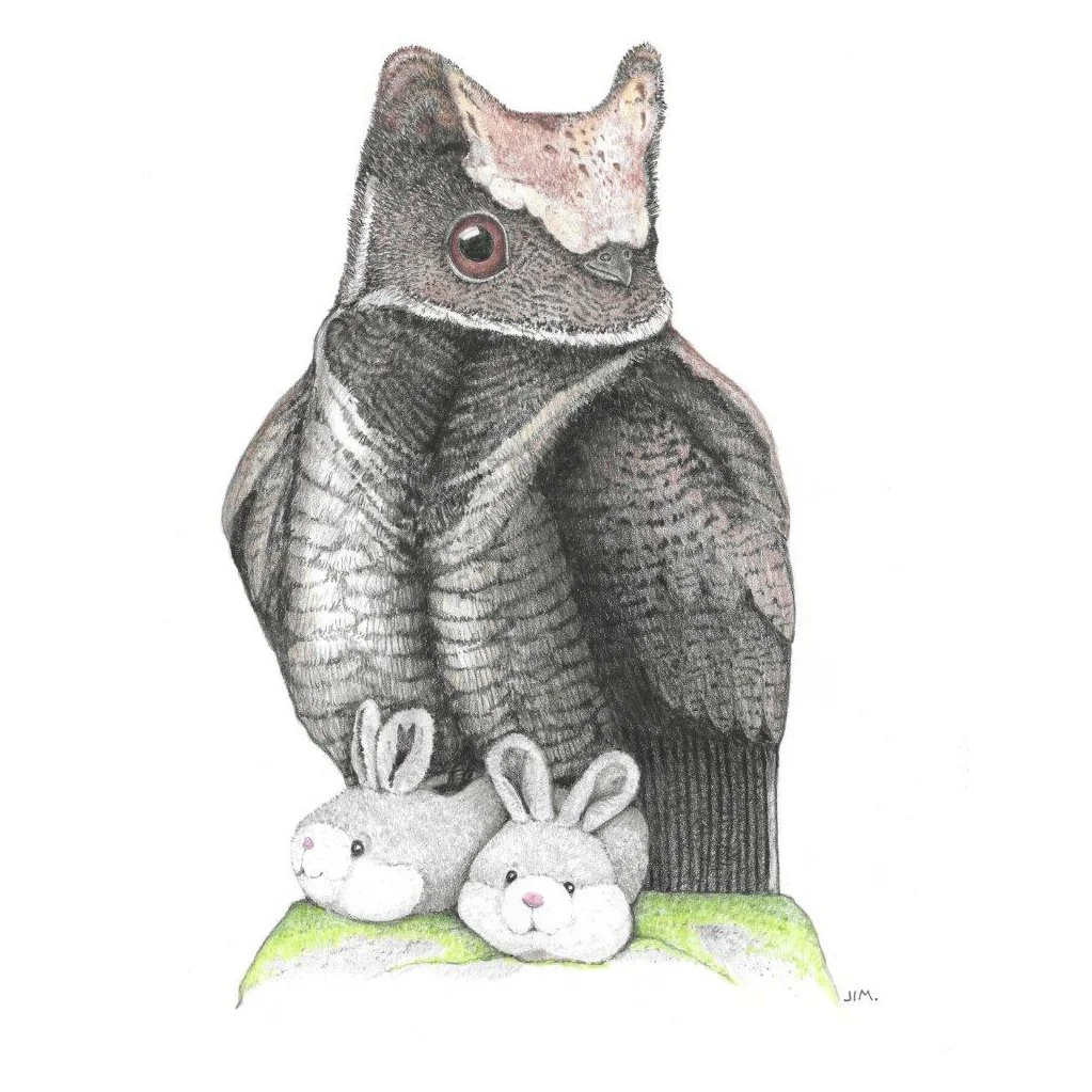 Great Eared Nightjar In Bunny Slippers 5/5/2022