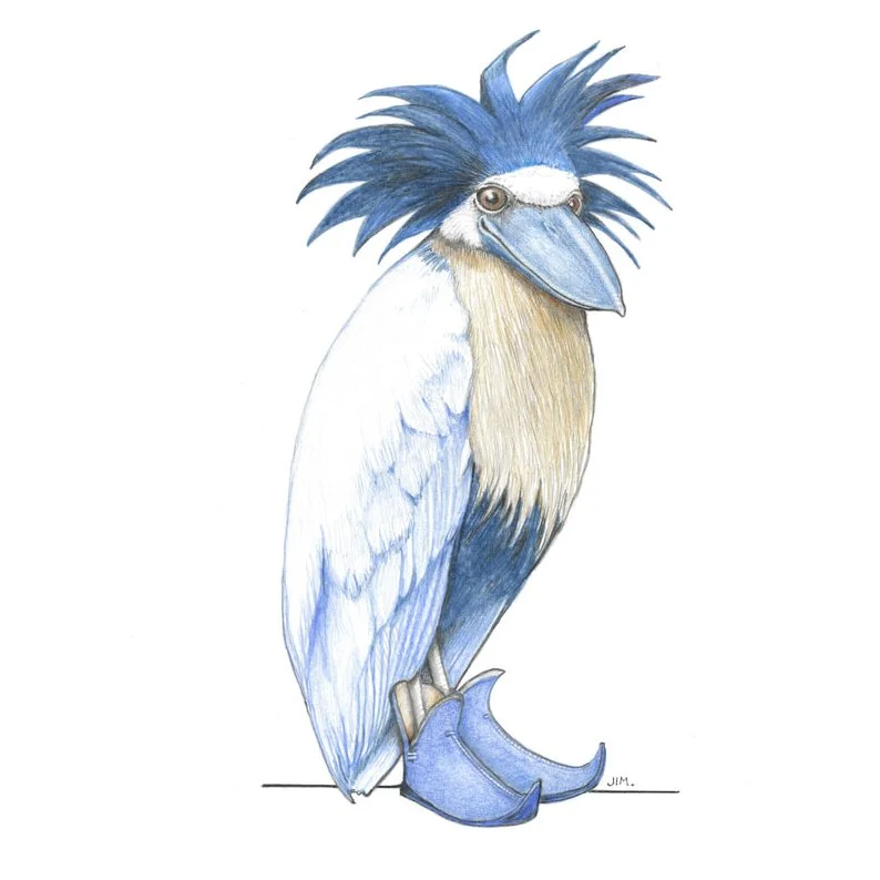 Boat-Billed Heron In Jester Shoes 10/11/2023