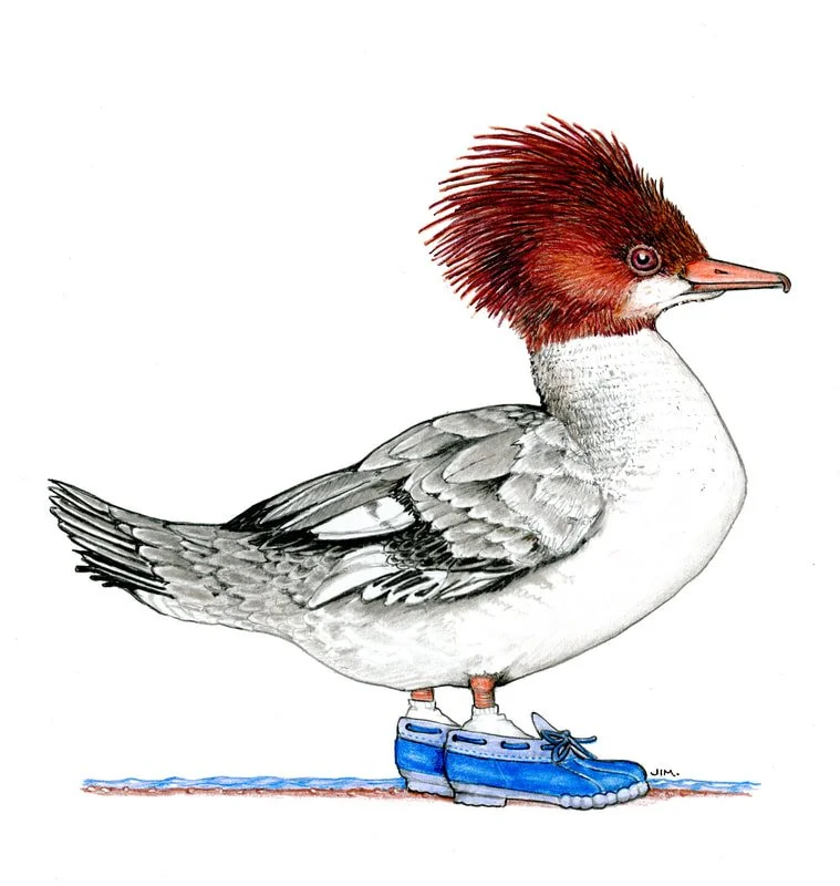 Merganser In Duck Boots 3/5/2026