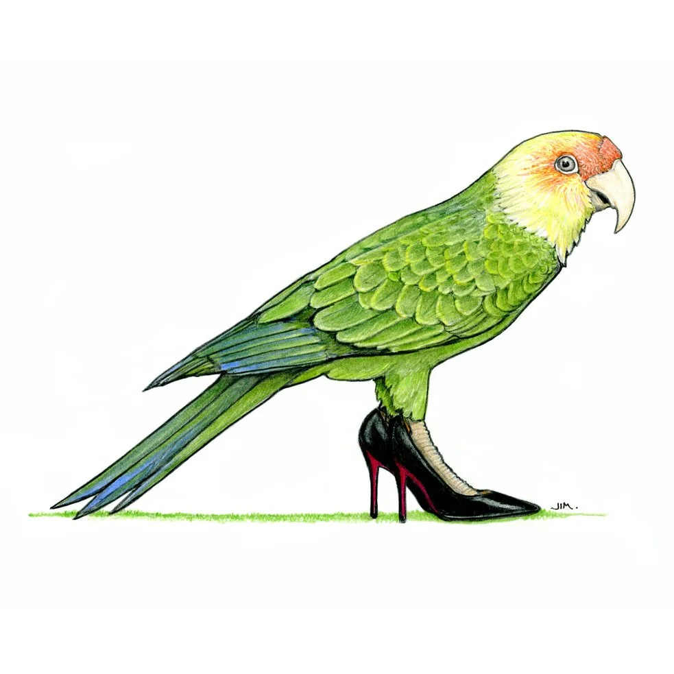 Carolina Parakeet In High Heels 5/29/2024