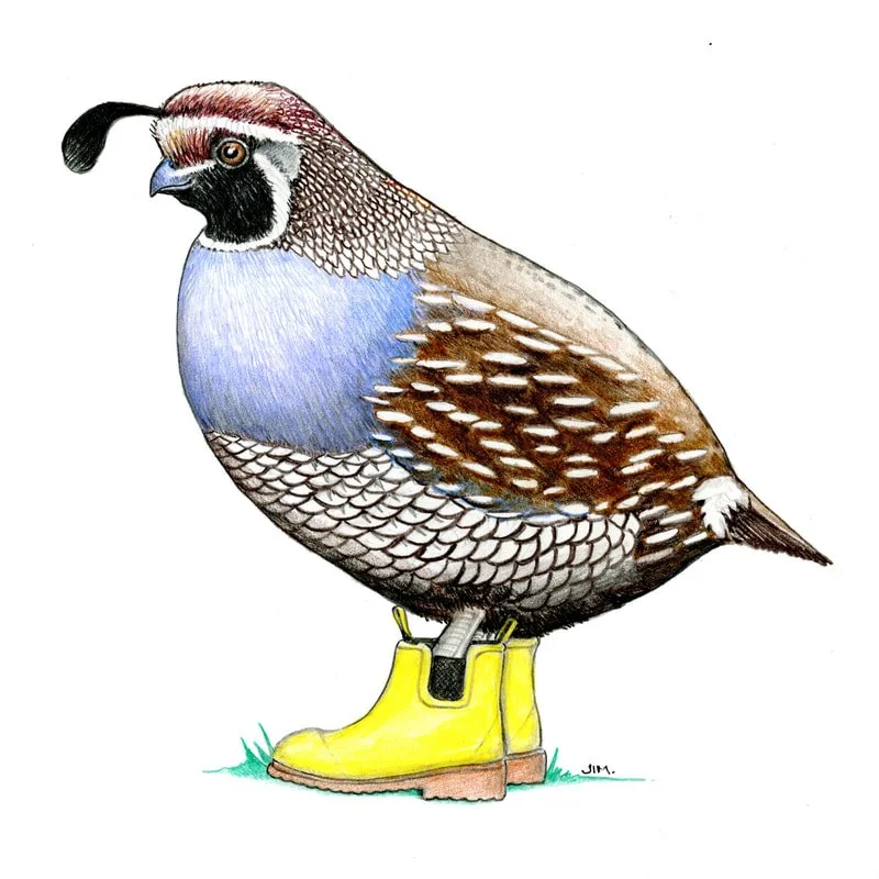 Quail In Rain Boots 3/7/2026