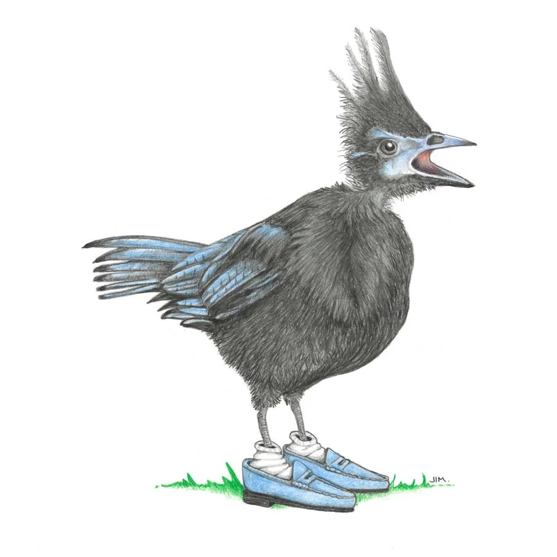 Juvenile Steller’s Jay In Suede Loafers 8/22/2023