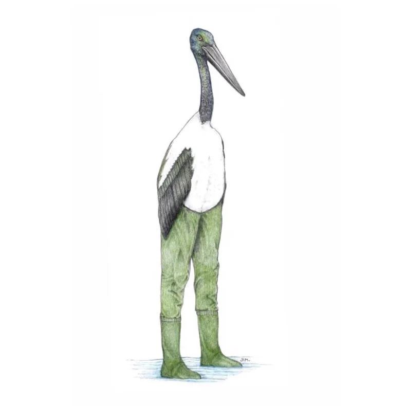Black Necked Stork In Hip-Waders 4/17/2021