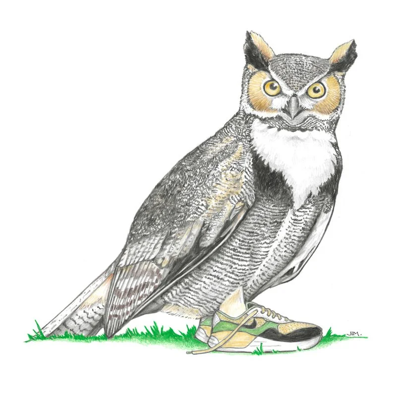 Great Horned Owl In Sneakers 12/2/2023