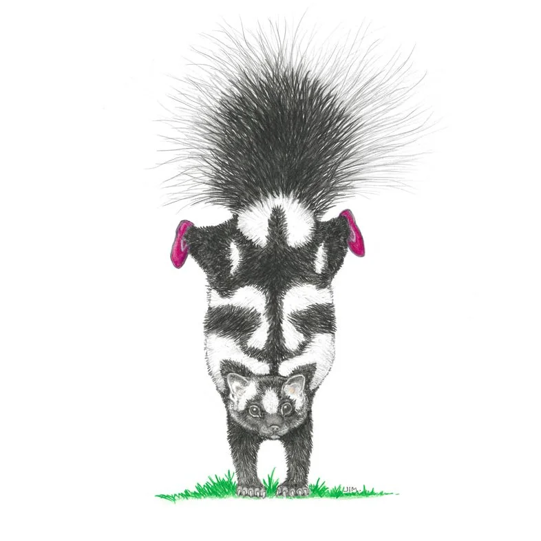 Spotted Skunk In Gymnastic Shoes 5/25/2023