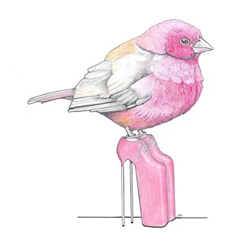 Firefinch In Very High Heels 11/5/2023