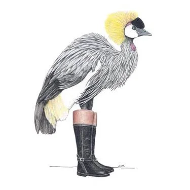 African Crowned Crane In Riding Boots 1/16/2021