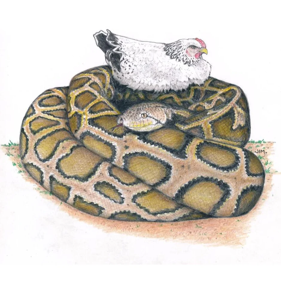 Chicken On A Python 8/28/2020