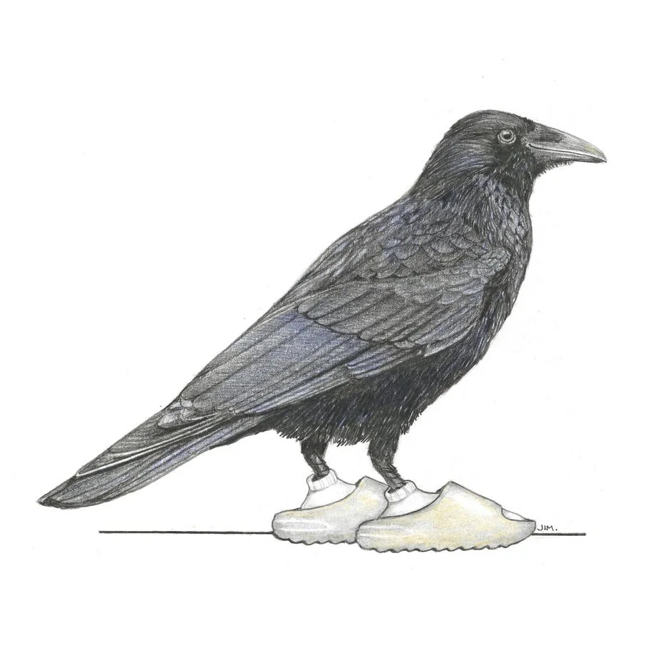 Crow In Yeezy Slides 2/8/2022