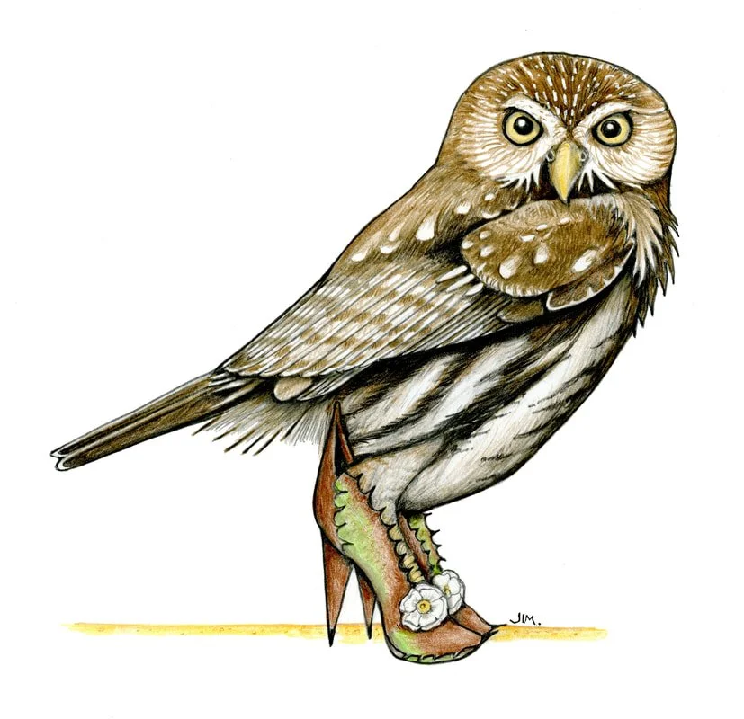 Cactus Ferruginous Pygmy-Owl In Cactus Shoes 5/20/2025