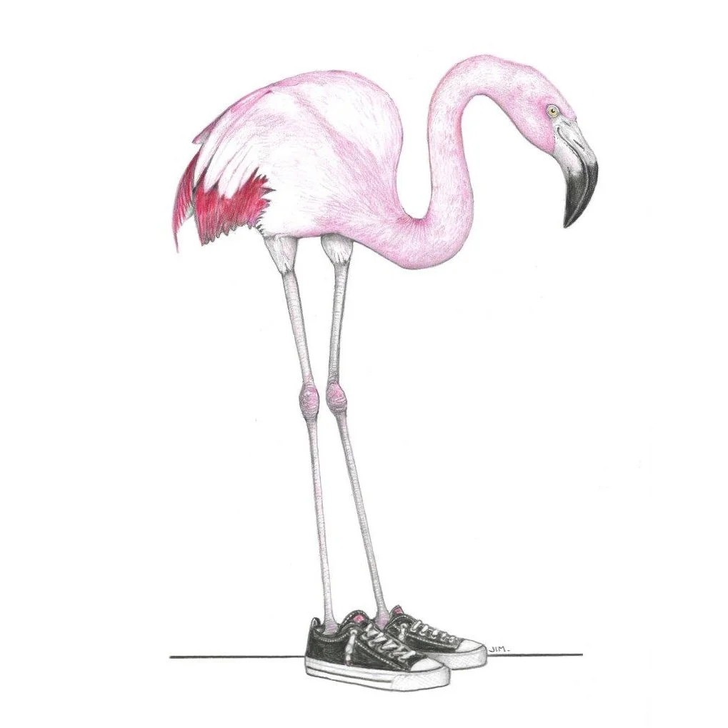 Flamingo In No-Tie Low Tops 8/5/2022
