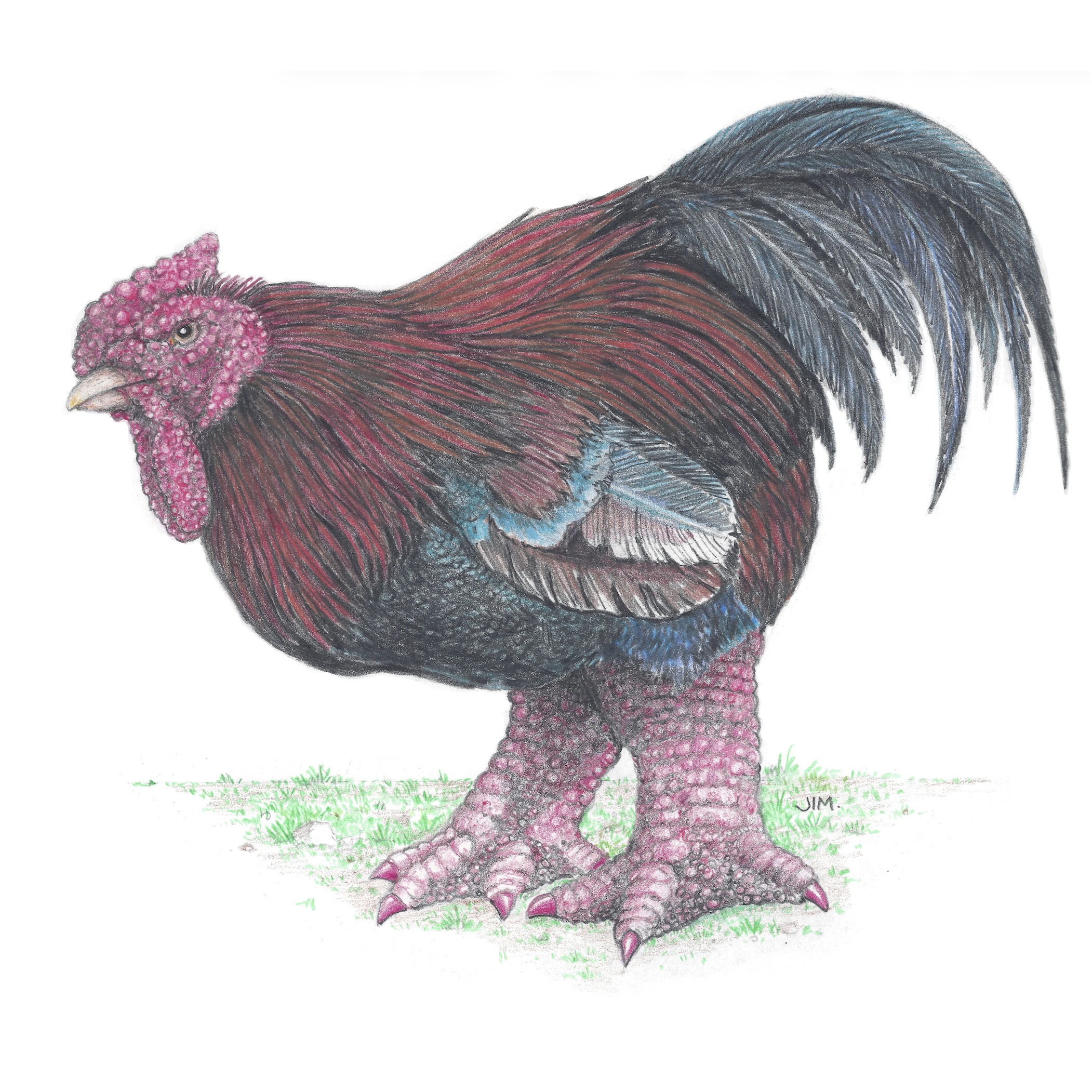 Dong Tao Chicken With Painted Toenails 9/5/2020