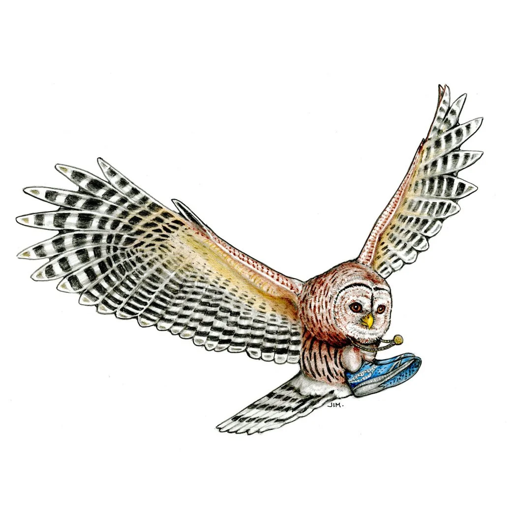 Barred Owl In Running Shoes 12/2/2024