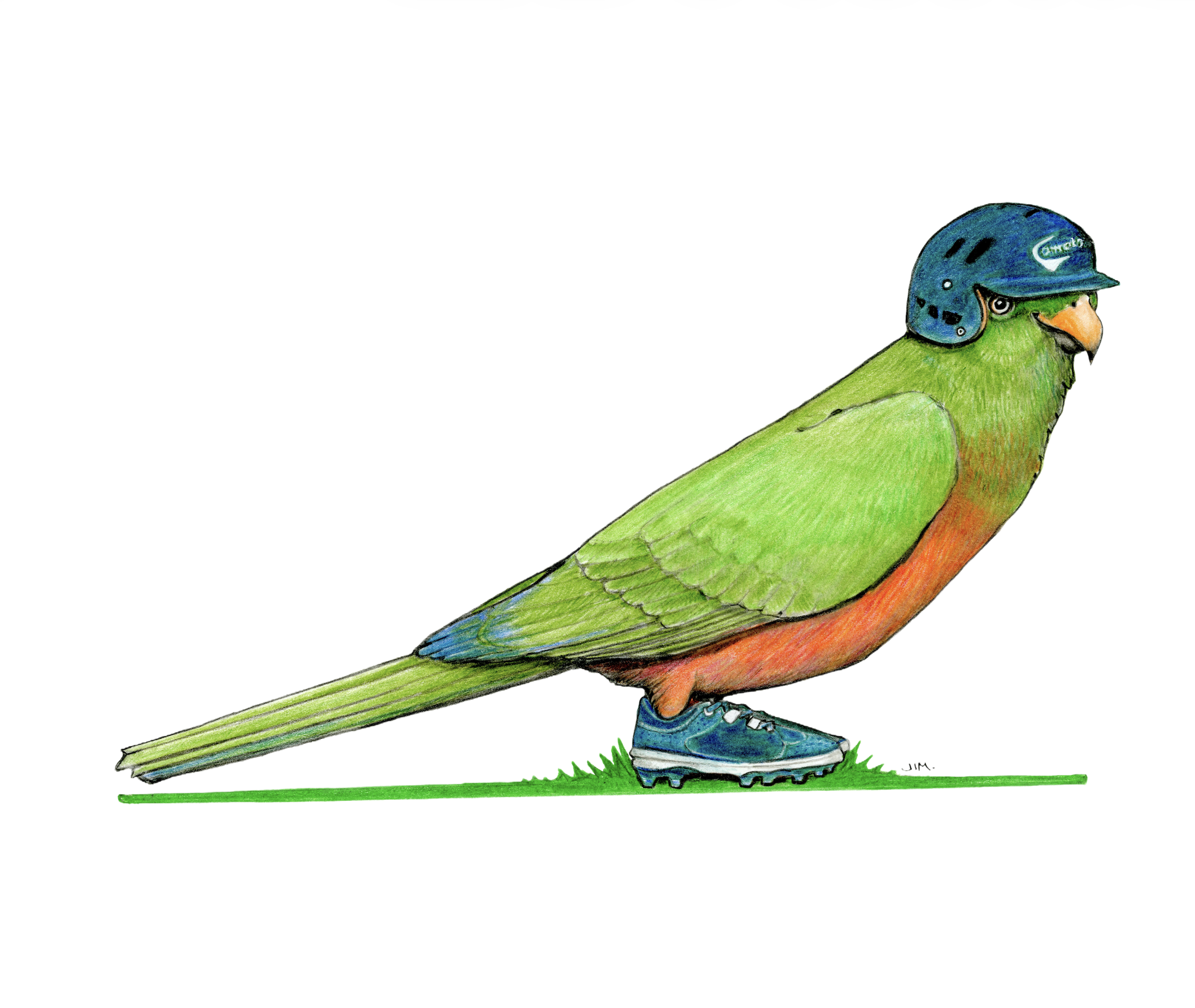 Australian King Parrot In Baseball Cleats 6/30/2025