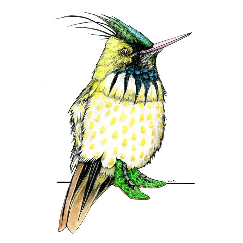 Black-Crested Coquette In Fairy Shoes 6/30/2025