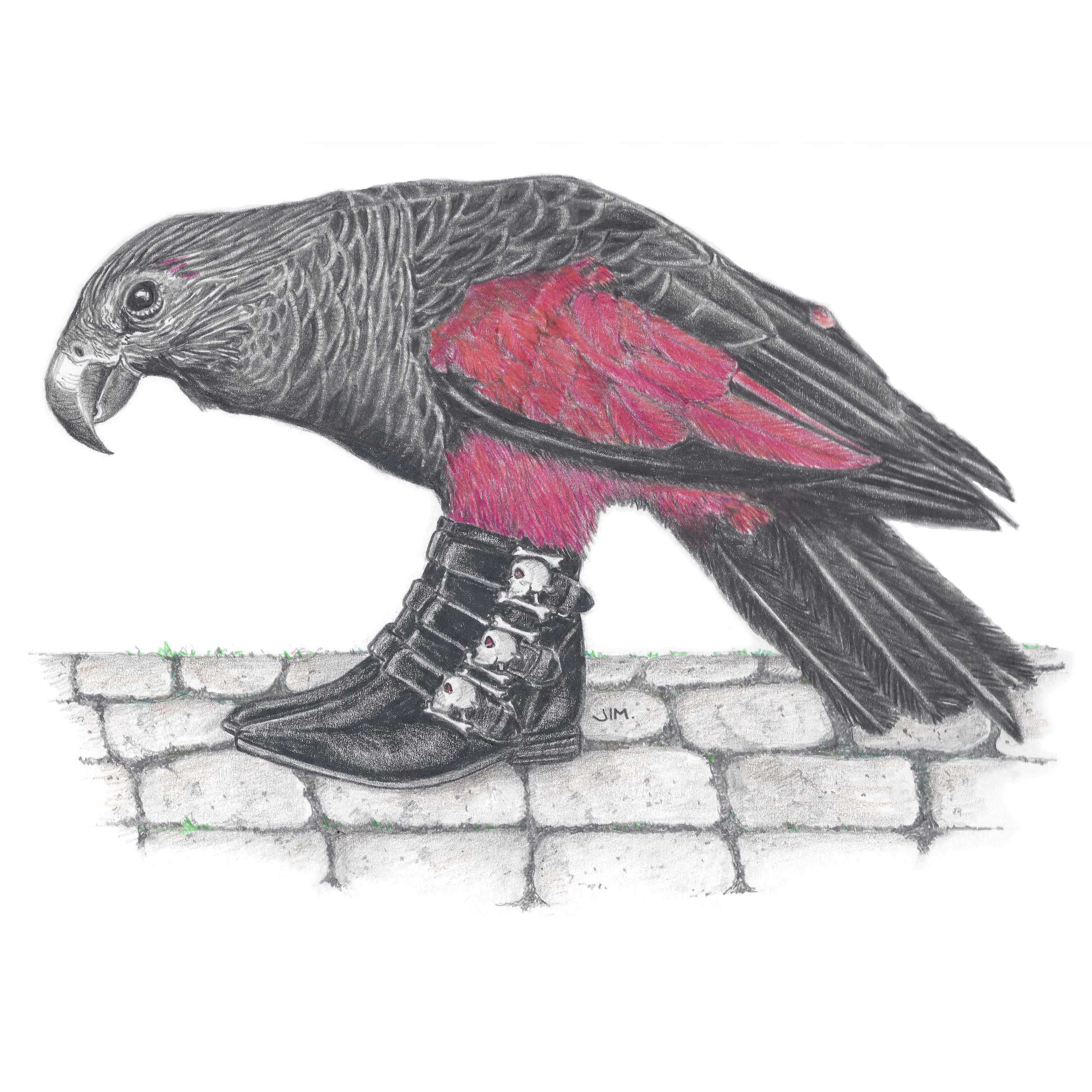 Dracula Parrot In Skull Buckle Boots 9/9/2020